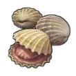 Herzmuscheln Icon